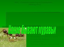 Презентация Какие бывают муравьи презентация к уроку по окружающему миру (1 класс) по теме