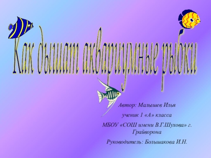 Как дышат аквариумные рыбки Автор: Малышев Ильяученик 1 «А» класса МБОУ «СОШ