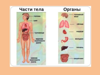 Приложение № 3  Презентация