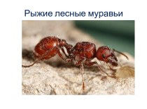 Конспект урока по развитию устной речи Насекомые-муравьи план-конспект урока по окружающему миру (3 класс)