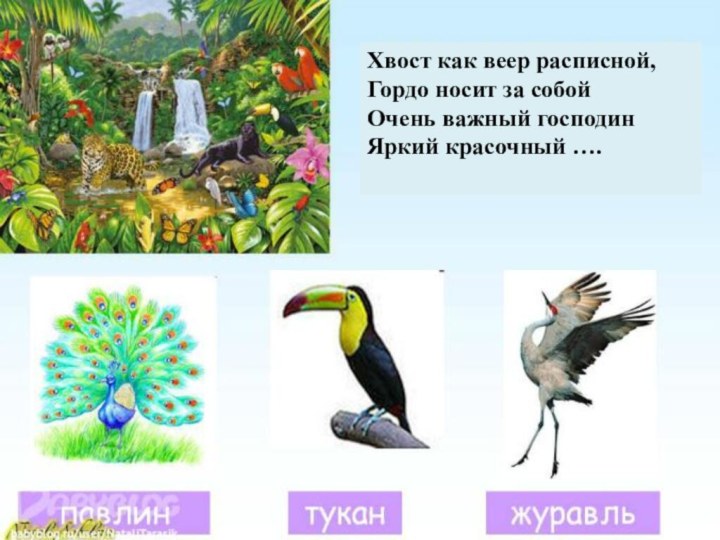 Хвост как веер расписной,Гордо носит за собойОчень важный господинЯркий красочный ….
