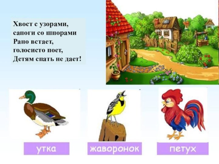 Хвост с узорами, сапоги со шпорамиРано встает, голосисто поет, Детям спать не дает!