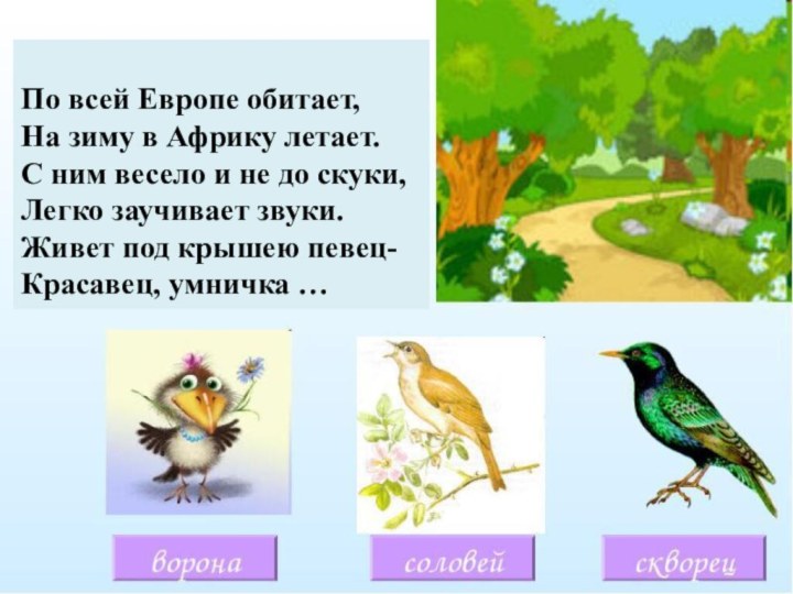 По всей Европе обитает,На зиму в Африку летает.С ним весело и не