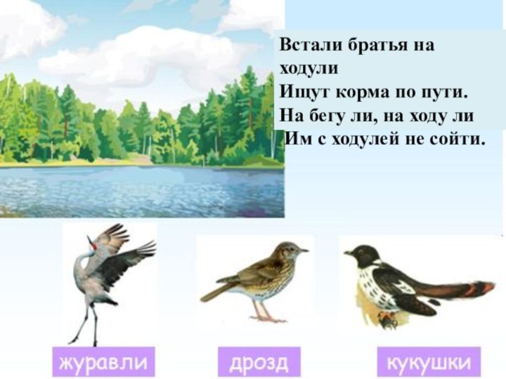 Встали братья на ходулиИщут корма по пути.На бегу ли, на ходу ли