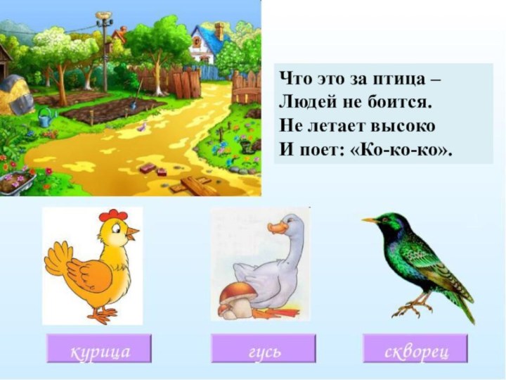Что это за птица – Людей не боится.Не летает высокоИ поет: «Ко-ко-ко».