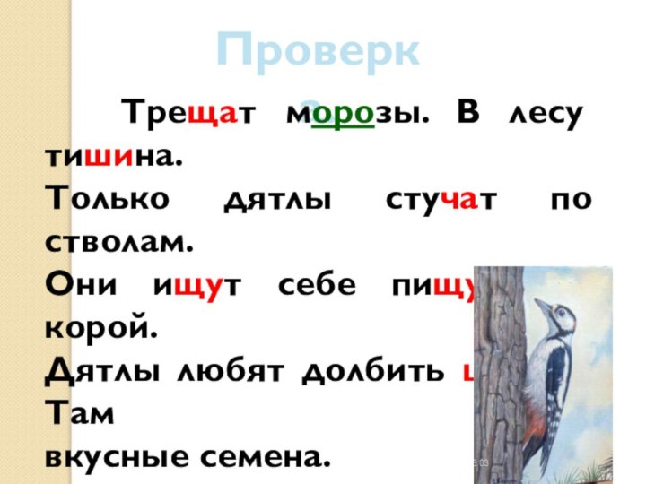 Проверка.  Трещат морозы. В лесу тишина.Только дятлы стучат по стволам.Они ищут