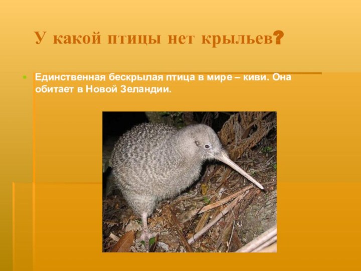 У какой птицы нет крыльев?Единственная бескрылая птица в мире – киви. Она обитает в Новой Зеландии.