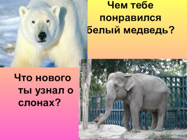 Чем тебе понравился белый медведь? Что нового ты узнал о слонах?