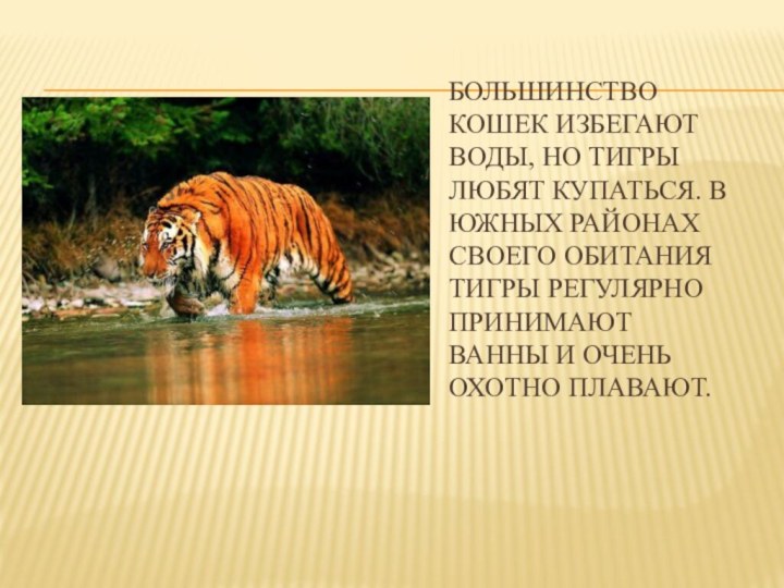 Большинство кошек избегают воды, но тигры любят купаться. В южных районах своего