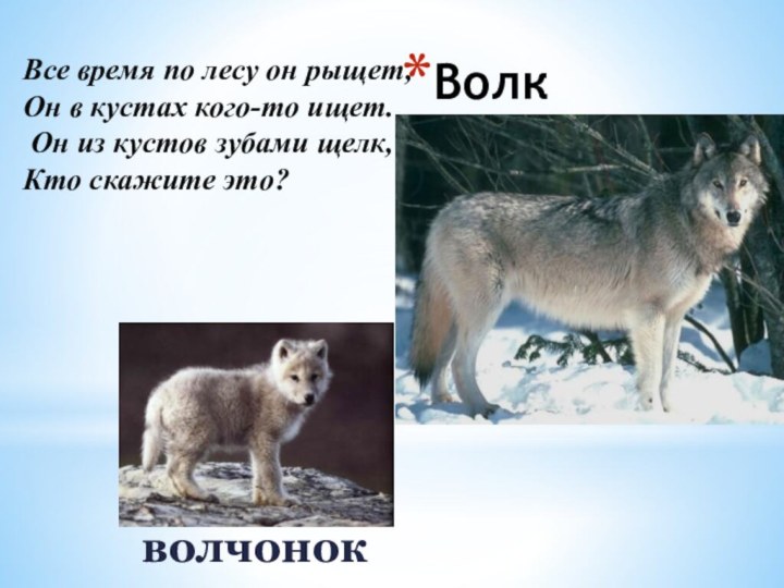 ВолкволчонокВсе время по лесу он рыщет, Он в кустах кого-то ищет. Он
