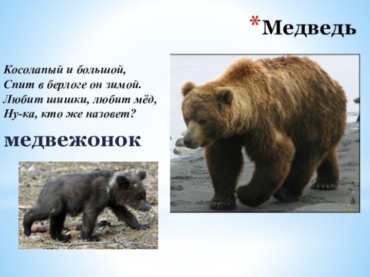 МедведьмедвежонокКосолапый и большой,  Спит в берлоге он зимой.  Любит шишки, любит мёд,  Ну-ка, кто же назовет?