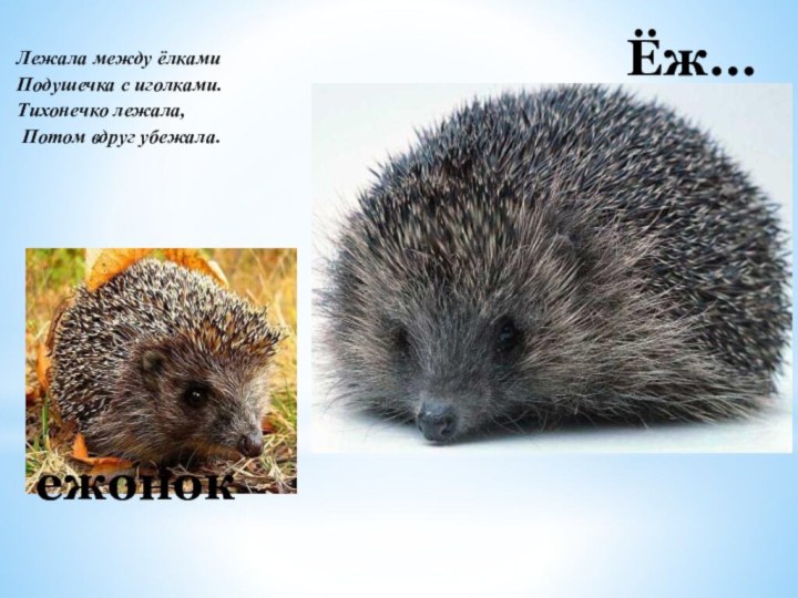 Ёж…ежонокЛежала между ёлками Подушечка с иголками. Тихонечко лежала, Потом вдруг убежала.