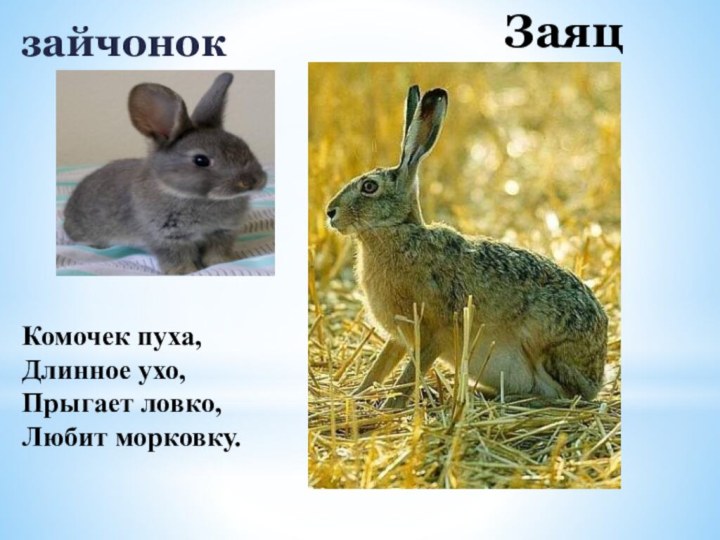 ЗаяцзайчонокКомочек пуха,Длинное ухо,Прыгает ловко,Любит морковку.