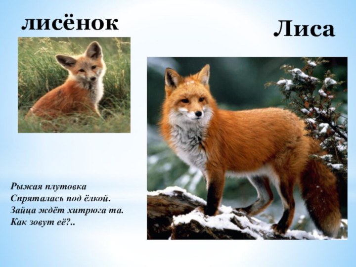 ЛисалисёнокРыжая плутовка  Спряталась под ёлкой.  Зайца ждёт хитрюга та.  Как зовут её?..