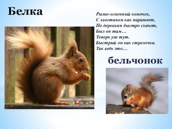 БелкабельчонокРыже-огненный комочек,  С хвостиком как парашют,  По деревьям быстро скачет,  Был он