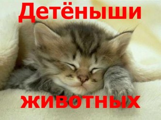 Презентация Детеныши животных презентация к уроку (младшая группа)
