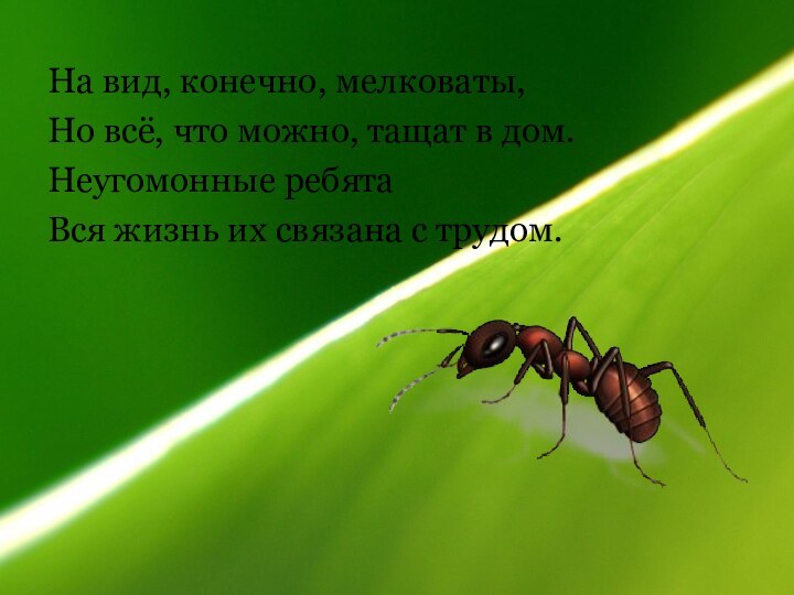 На вид, конечно, мелковаты,Но всё, что можно, тащат в дом.Неугомонные ребятаВся жизнь их связана с трудом.