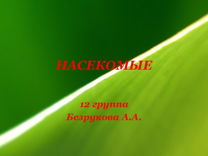 НАСЕКОМЫЕ12 группа Безрукова А.А.