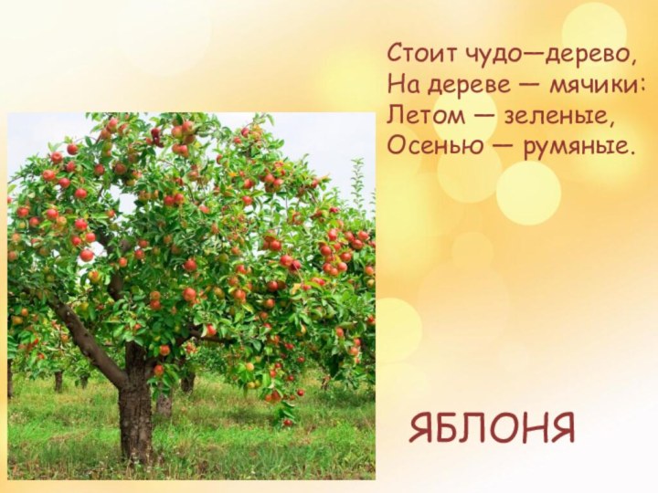 ЯБЛОНЯСтоит чудо—дерево,   На дереве — мячики: Летом — зеленые, Осенью — румяные.
