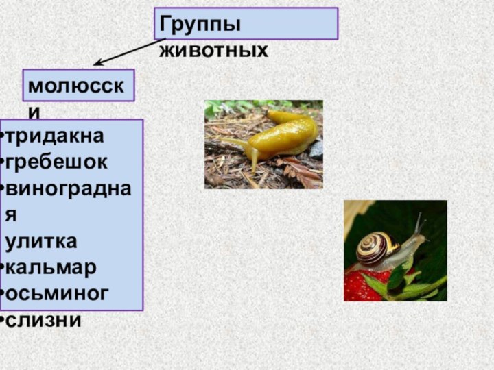 Группы животныхмолюсскитридакнагребешоквинограднаяулиткакальмаросьминогслизни