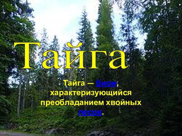 Тайга́ — биом, характеризующийся преобладанием хвойных лесов.Тайга