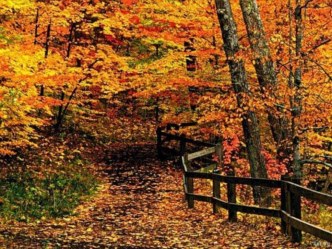 Презентация Виды текстов презентация к уроку по русскому языку