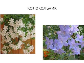 презентацияСказочный мир цветов презентация к уроку (подготовительная группа) по теме