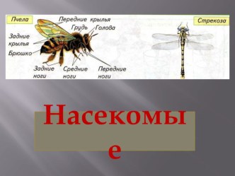 Презентация к уроку по окружающему миру Насекомые, птицы, рыбы, звери (1 класс Планета знаний) план-конспект урока по окружающему миру (1 класс) по теме