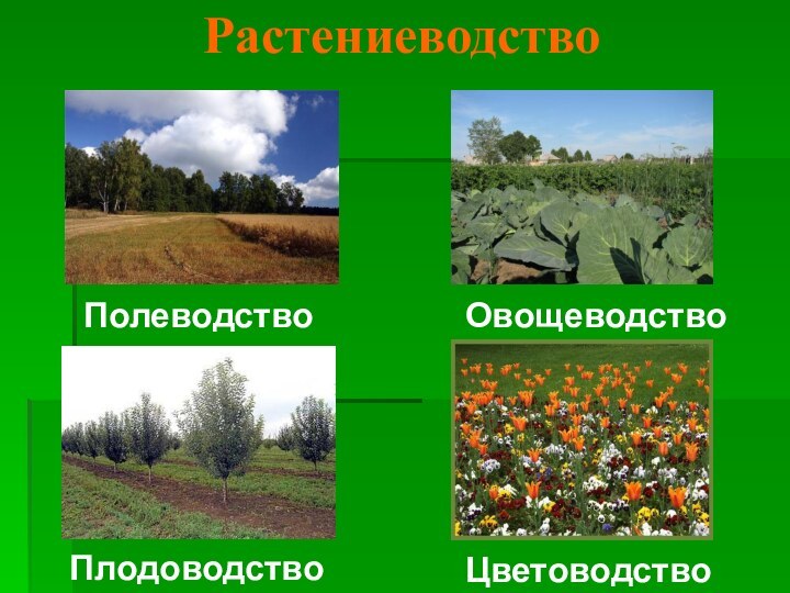 Растениеводство  ПлодоводствоЦветоводство  ПолеводствоОвощеводство