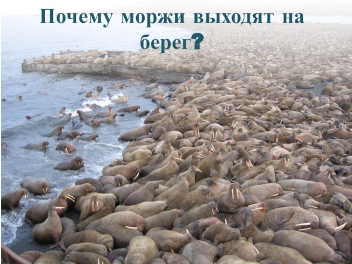 Почему моржи выходят на берег?