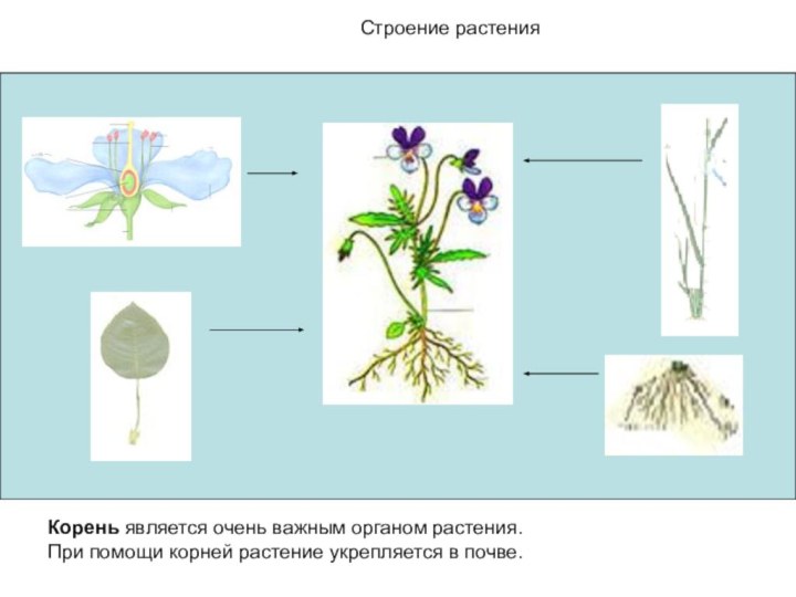 Строение растенияСтроение растения	Корень является очень важным органом растения. 	При помощи корней растение укрепляется в почве.