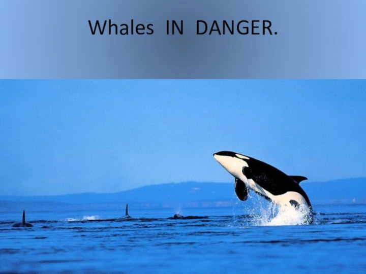 Whales IN DANGER.