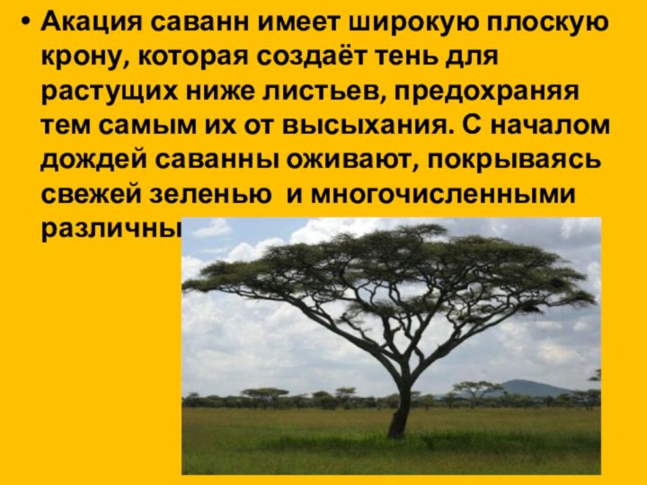 Акация саванн имеет широкую плоскую крону, которая создаёт тень для растущих ниже