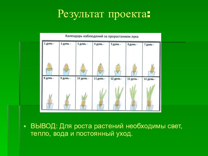 Результат проекта: ВЫВОД: Для роста растений необходимы свет, тепло, вода и постоянный уход.