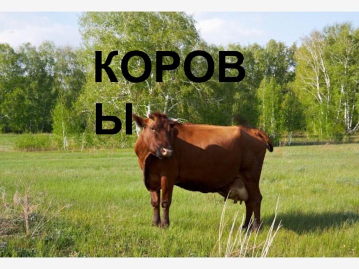 КОРОВЫ