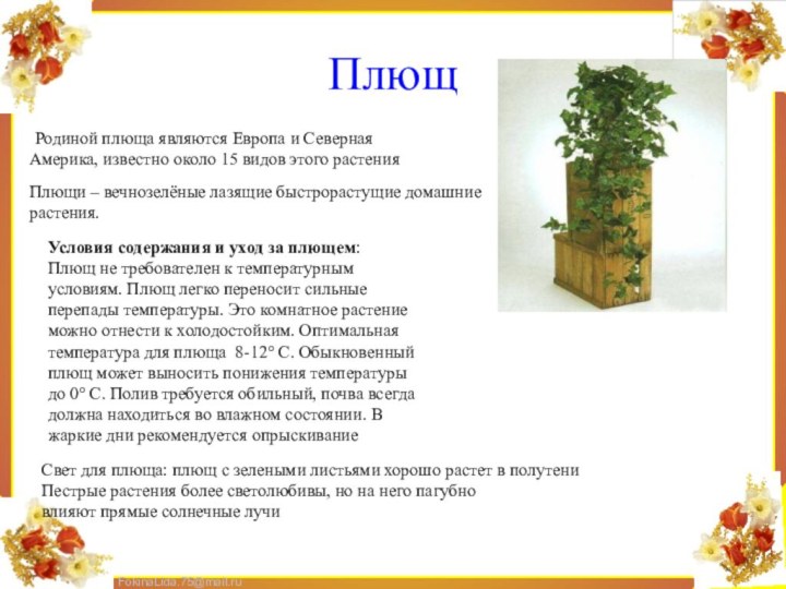 Плющ Родиной плюща являются Европа и Северная Америка, известно около 15 видов