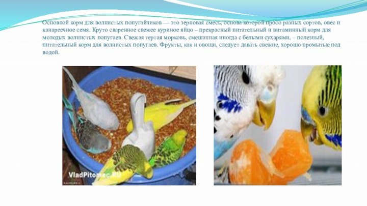 Основной корм для волнистых попугайчиков — это зерновая смесь, основа которой просо