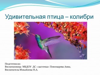 Удивительная птица колибри презентация к уроку по окружающему миру (подготовительная группа) по теме