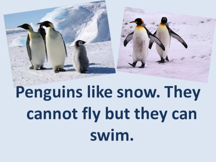 Penguins like snow. They cannot fly but they can swim.