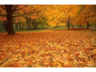 Музыкально-тематическое занятие для подготовительной группы Путешествие в осенний лес план-конспект занятия (подготовительная группа) по теме