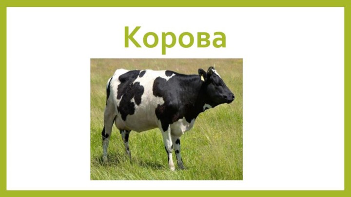 Корова