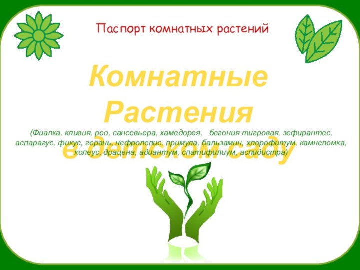 Паспорт комнатных растенийКомнатные Растения в детском саду(Фиалка, кливия, рео, сансевьера, хамедорея,