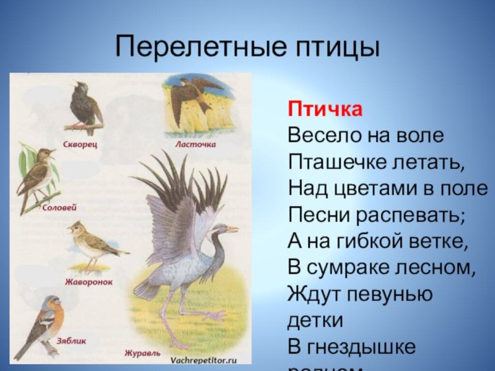 Перелетные птицыПтичкаВесело на волеПташечке летать,Над цветами в полеПесни распевать;А на гибкой ветке,В