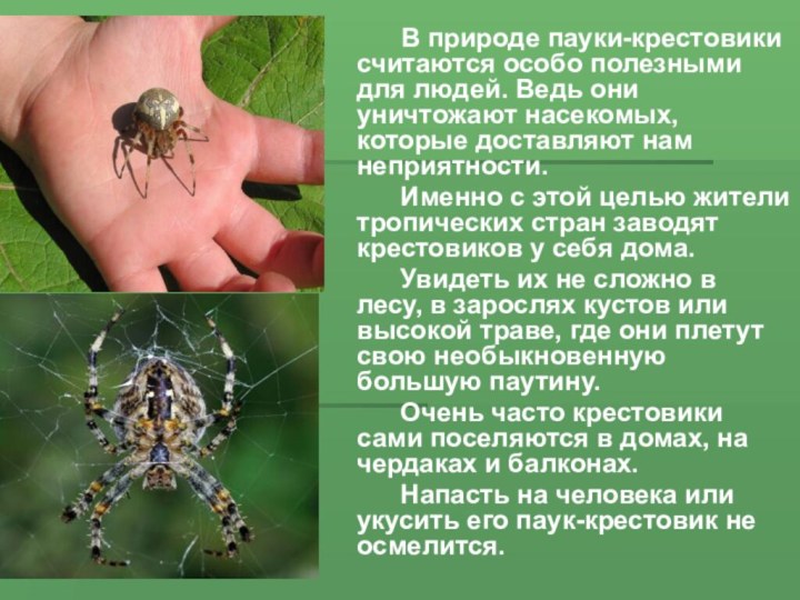 В природе пауки-крестовики считаются особо полезными для