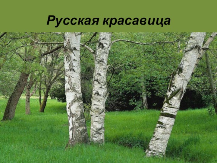 Русская красавица