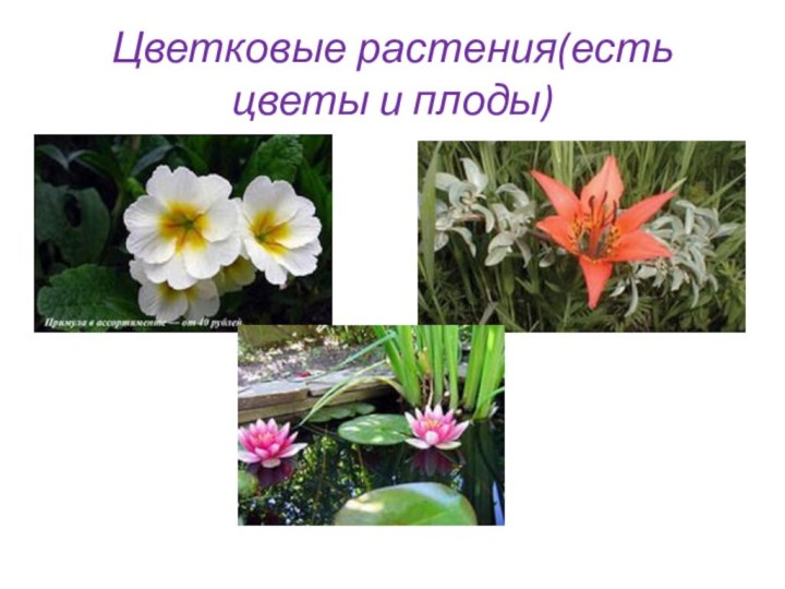 Цветковые растения(есть цветы и плоды)