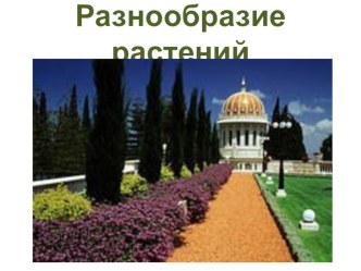 Разнообразие растений