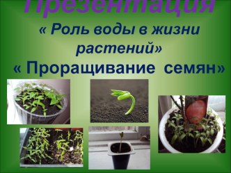 ПрезентацияПроращивание семян презентация к уроку по окружающему миру (1 класс)