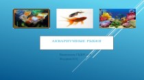 презентация аквариумные рыбки презентация к уроку по окружающему миру (старшая группа)