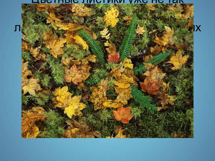 Цветные листики уже не так хорошо держатся за дерево как летом, и